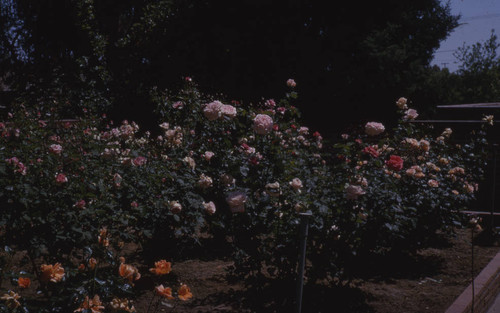 View of rose bushes