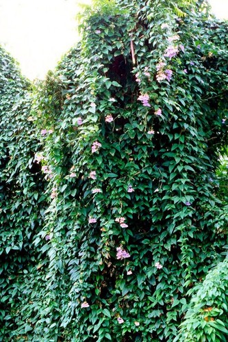 Kudzu Outside Rural Santo