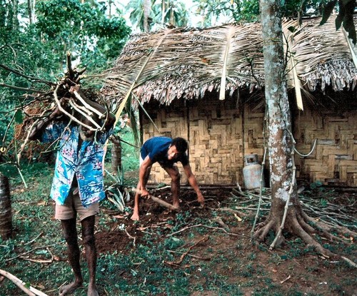 Removing Kava Plant, Waileni 3 of 3