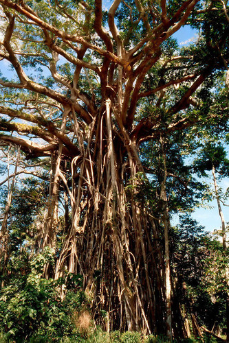 Banyan in Longana