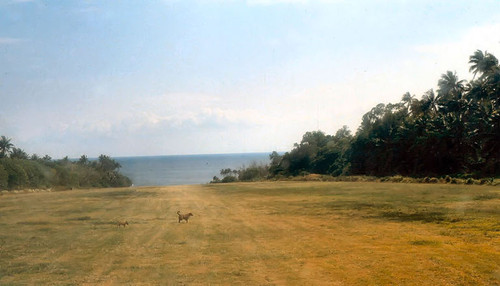 Taking off with dogs on runway