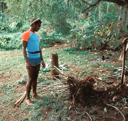 Removing Kava Plant, Waileni 2 of 3