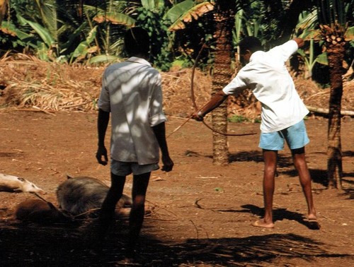 Killing a Tusked Boar with an Arrow