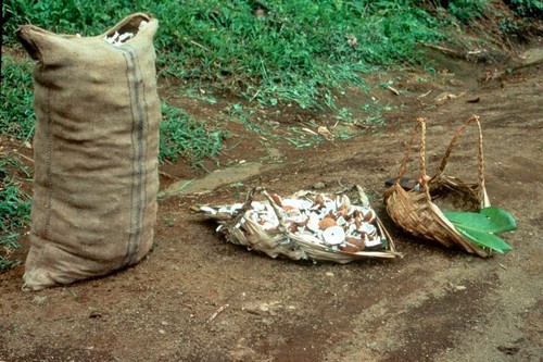 Copra Shelling and Bagging