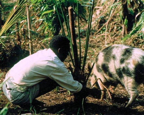 Tying a Pig to Stake