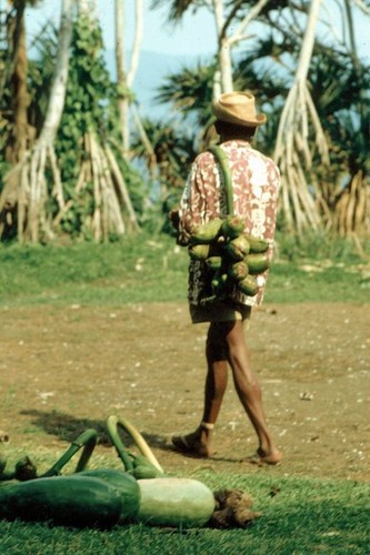 Plantains