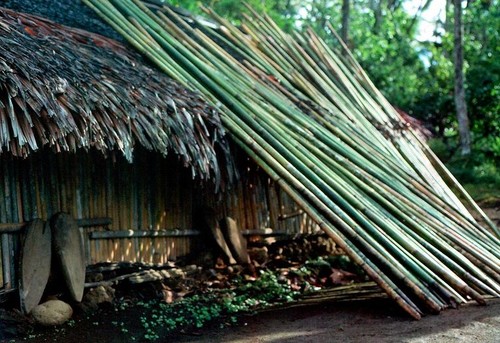 Bamboo for Winston's House Construction