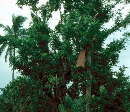 Cyclone Nigel damage to St. Mathias Church 3 of 3