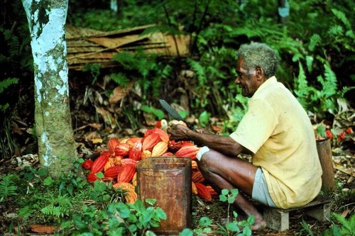 Mathias tending cocoa 2 of 2