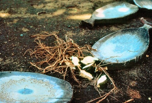 Kava boards and Roots