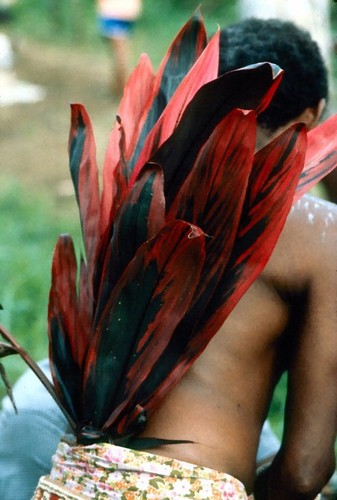 Ranktaker's Cordyline