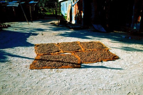 Cacao Drying in Port Olry