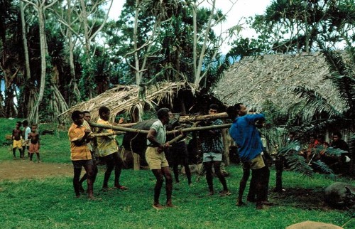 Men carry a huge tusked boar