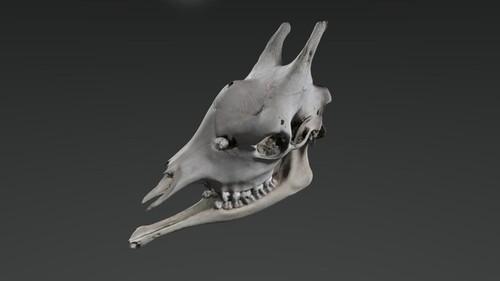 Giraffe skull