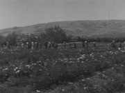 Tulip Show, before 1934