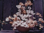 Flower Arrangements by Frances Roeding, Daffodil test garden, Golden State Rose