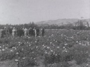 1932 Rose show and visitors enjoying the grounds; rose varieties listed