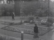 California Nursery Tulip Show at Niles, April 1932