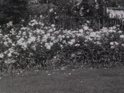 Rose Test Gardens of California Nursery Company at Niles ~1934