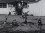 A Bulb Show in the new Display Gardens ~1934 with varieties of bulbs and flowering plants