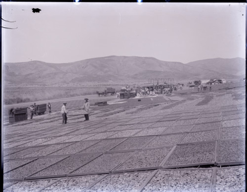 Drying Apricots in a Field