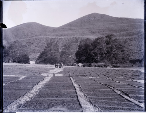 Drying Apricots in a Field