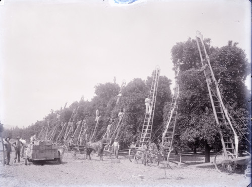 Harvesting an Orchard