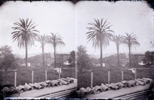 Stereoscopic View of Mission San Buenaventura Palms and Roofing Tiles