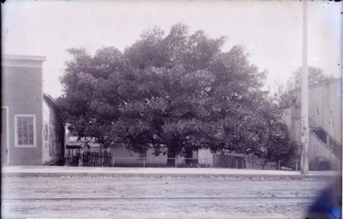 Large Oak Tree