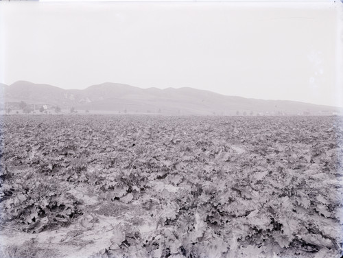 Agricultural Field