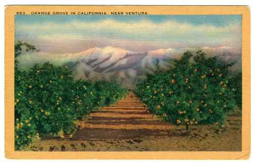 Orange Grove in California, Near Ventura