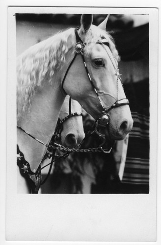 Camarillo White Horse