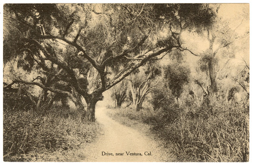 Drive, Near Ventura, Cal