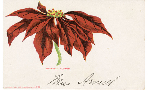 Poinsettia Flower