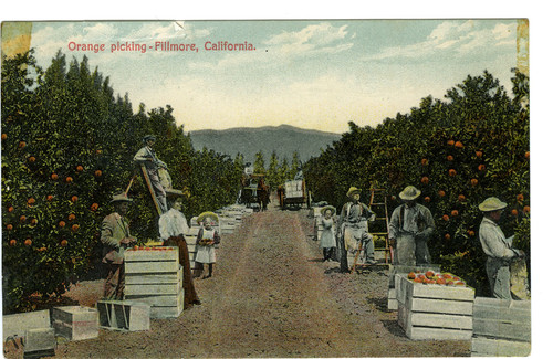 Orange Picking-Fillmore, California