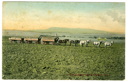 Hauling Beets Near Oxnard