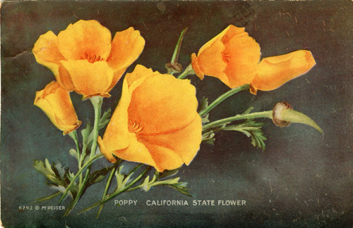 Poppy, California State Flower