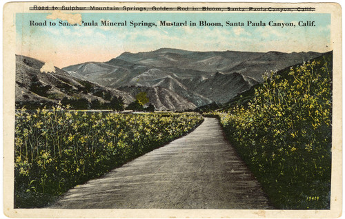 Road to Santa Paula Mineral Springs, Mustard in Bloom