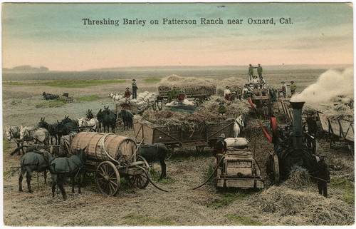 Threshing Barley on Patterson Ranch