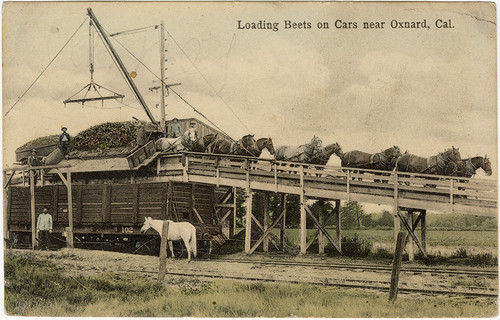 Loading Beets on Cars near Oxnard, Cal