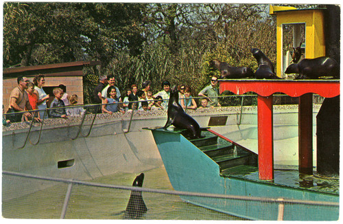 Seals at Jungleland