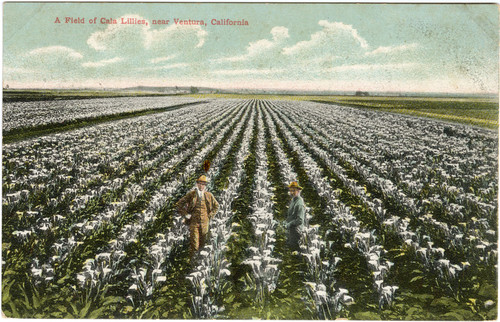 A Field of Cala Lilies Near Ventura