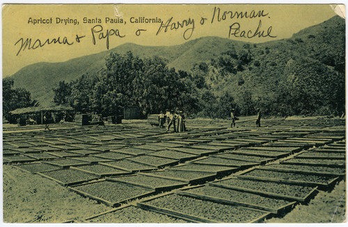 Apricot Drying, Santa Paula, California