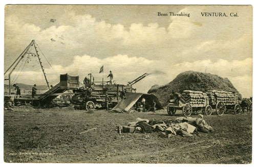 Bean Threshing, Ventura