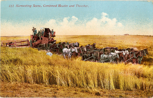 Harvesting Scene, Combined Header and Thresher