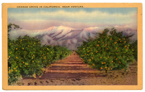 Orange Grove in California Near Ventura Postcard