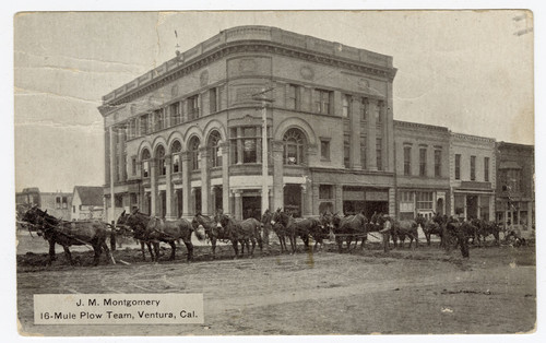 J. M. Montgomery 16 Mule Plow Team, Ventura, Cal