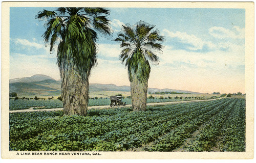 A Lima Bean Ranch near Ventura