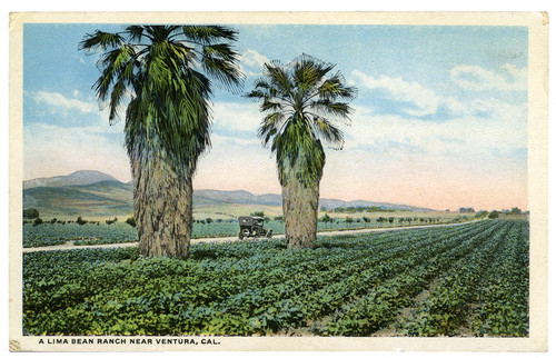 Lima Bean Ranch Near Ventura, California Postcard