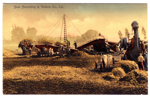 Bean Harvesting In Ventura Co., Cal